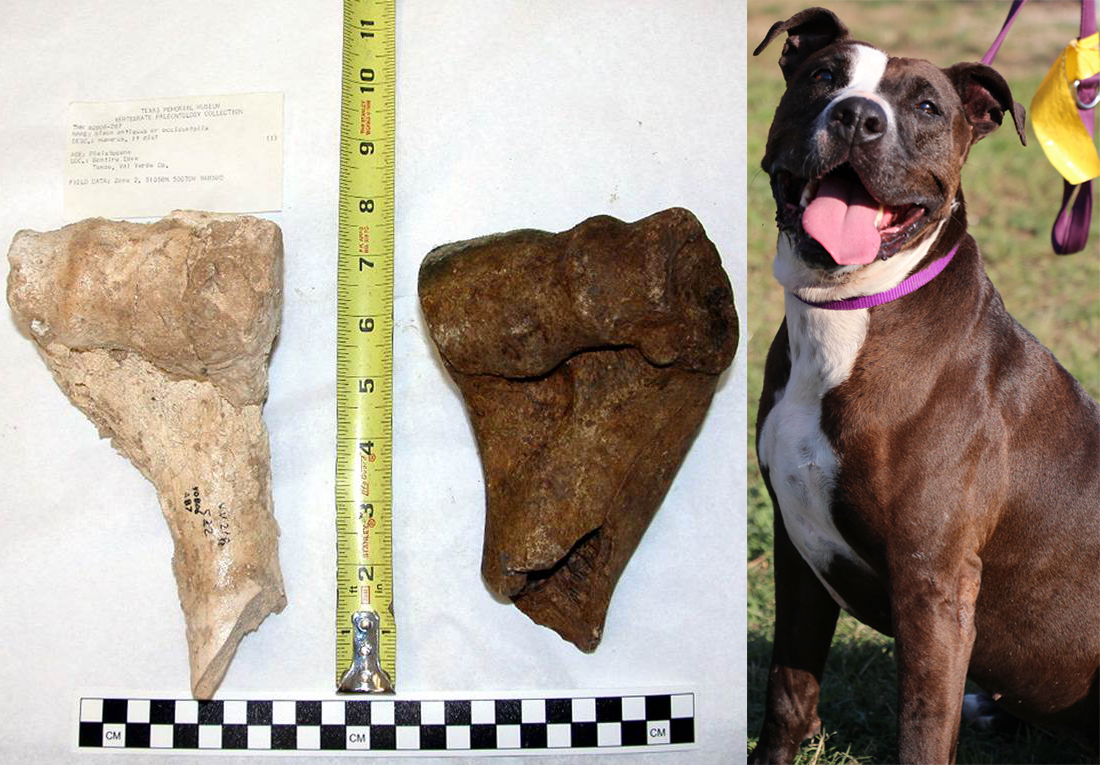 Shelby’s Fossil Find: Shelter Dog Retrieves Bison Bone From Creek