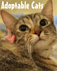 adoptablecats